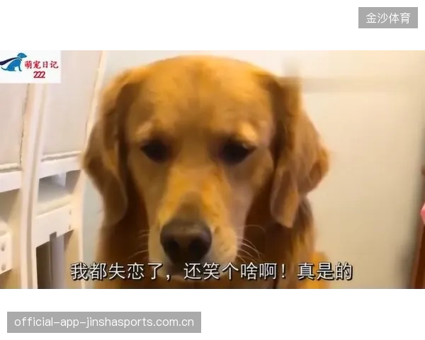 锡伯杜或补强教练组：如何让你的狗狗变得更聪明、更忠诚、更快乐？